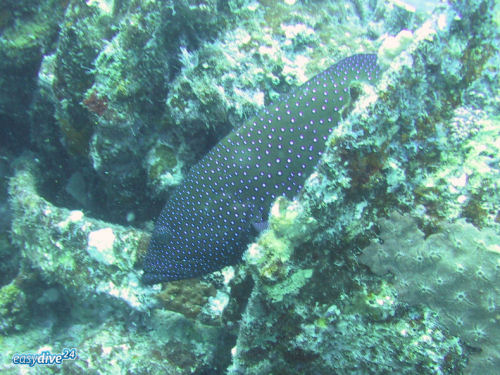 Cephalopholis argus