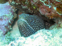 Perlenmurne Gymnothorax meleagris