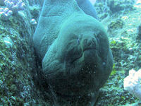 Giant Moray Eel Gymnothorax javanicus