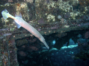 Trompetenfisch am Wrack der Stella Maru