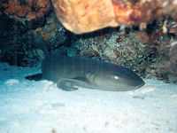 Nurse Shark Ginglymostoma cirratum