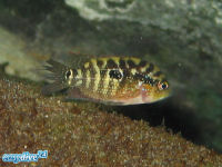 Rocio octofasciata