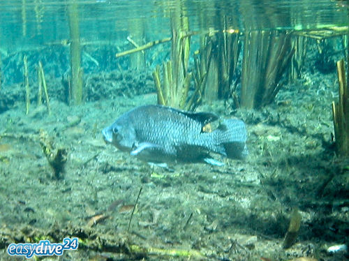 Tilapia in der Cenote Kukulkan