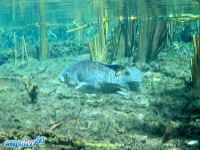 Oreochromis sp.