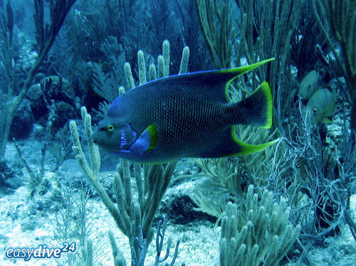 Bermuda-Prachtkaiserfisch Holacanthus bermudensis