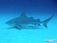 Bullenhai Carcharhinus leucas