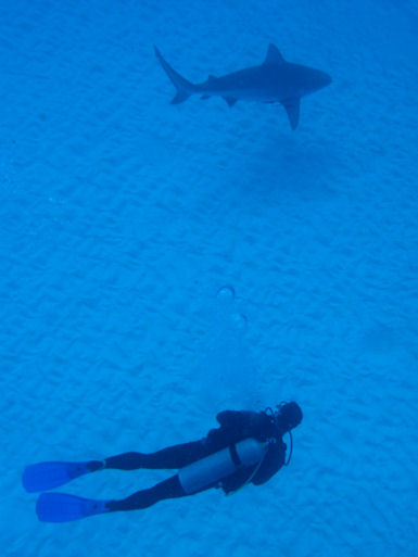 Bullsharks in Mexico