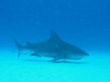 Bullsharks in Mexico