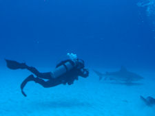 Bullsharks in Mexico