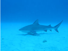 Bullenhai Carcharhinus leucas