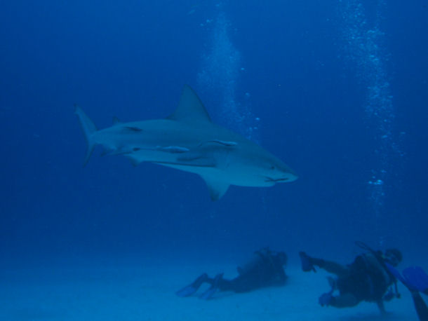 Bullsharks in Mexico