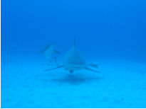 Bullsharks in Mexico