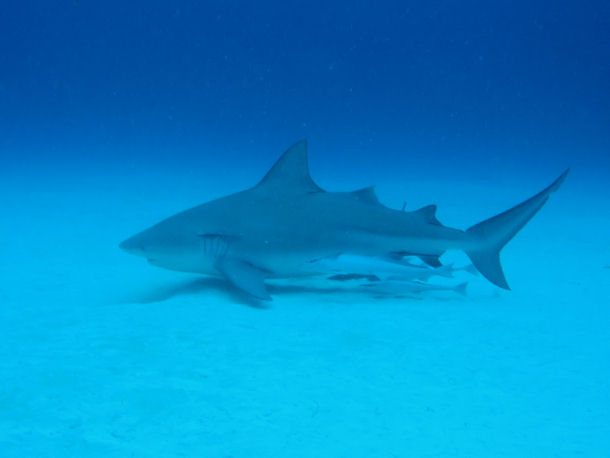 Bullsharks in Mexico