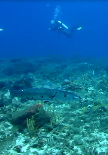 Tauchen in Cozumel