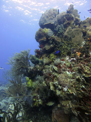 Korallen vor Cozumel