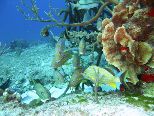 Tauchen in Cozumel