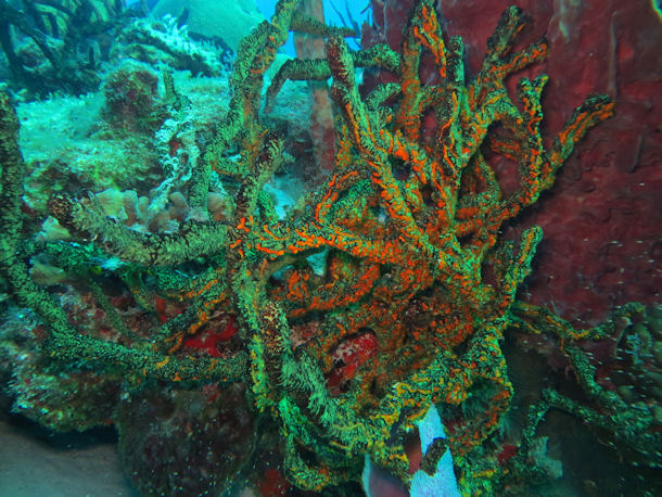 Korallen vor Cozumel