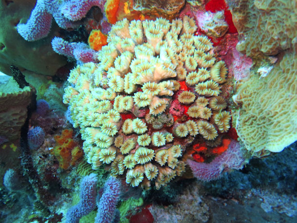 Korallen vor Cozumel