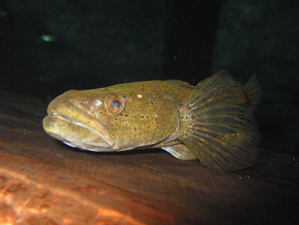 Bigmouth Sleeper Gobiomorus dormitor