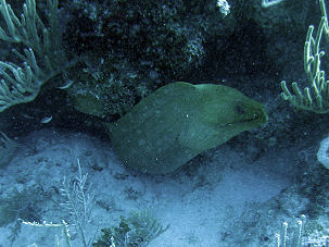 Grne Murne Gymnothorax funebris