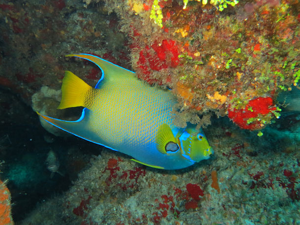 Holacanthus ciliaris