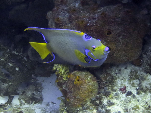 Diadem-Prachtkaiserfisch Holacanthus ciliaris