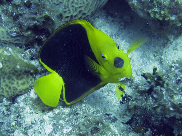 Holacanthus tricolor