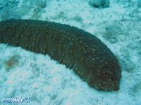 Isostichopus fuscus