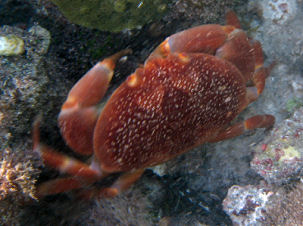 Korallen-Steinkrabbe Carpilius corallinus