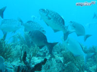 Yellow chub Kyphosus sectator