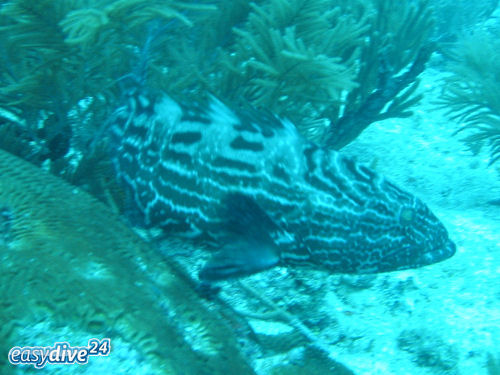 Mycteroperca bonaci