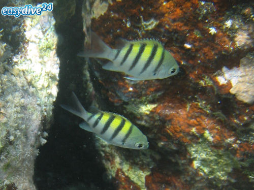 Sergeantfisch Abudefduf saxatilis