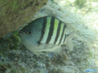 Abudefduf saxatilis