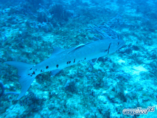 Sphyraena barracuda