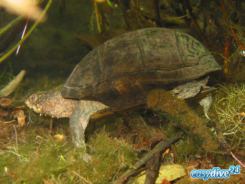 Schmuckschildkrte Trachemys venusta venusta