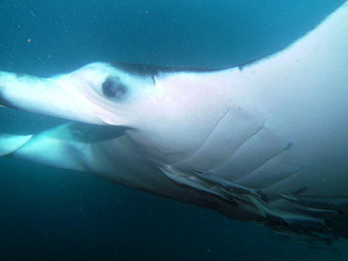 Manta birostris