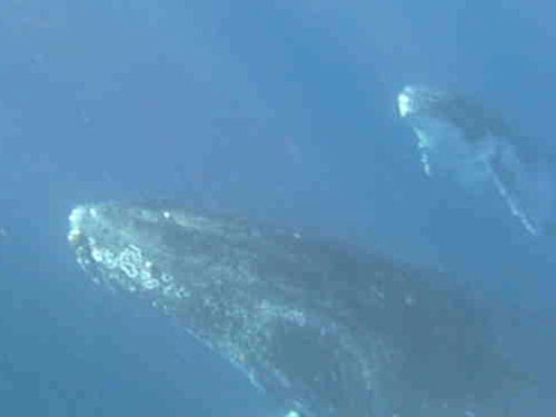 Humpback whale Megaptera novaeangliae