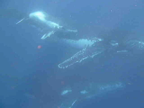 Humpback whale Megaptera novaeangliae