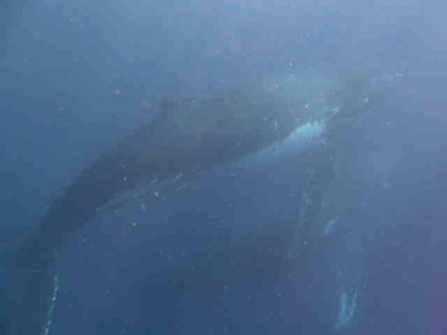 Humpback whale Megaptera novaeangliae