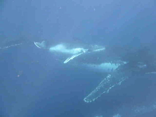 Humpback whale Megaptera novaeangliae