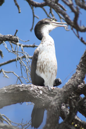 Crenilabrus celidotus