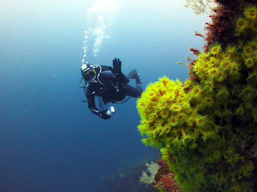 Dive New Zealand