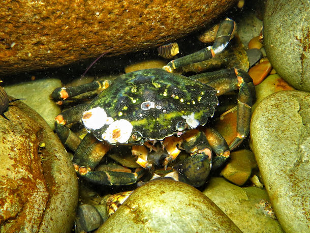 Carcinus maenas