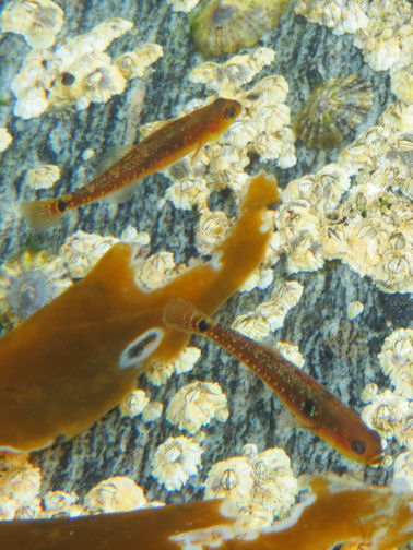 Schwimmgrundel Gobiusculus flavescens