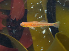 Schwimmgrundel Gobiusculus flavescens