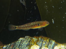 Schwimmgrundel Gobiusculus flavescens