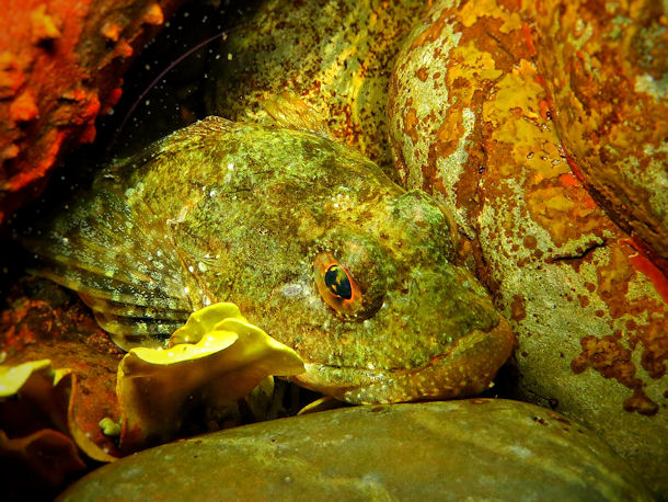 Sculpin