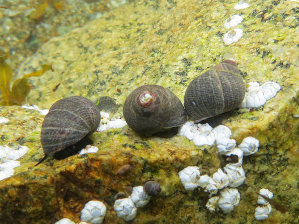 Littorina littorea