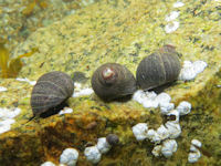 Littorina littorea