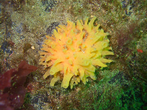 Polymastia boletiformis